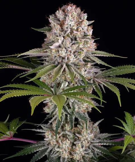 G13 Haze - Regular - Bild 1 von 6