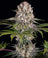 G13 Haze - Regular