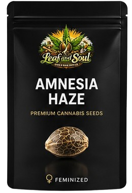 Amnesia Haze Cannabis Samen | Leaf and Soul