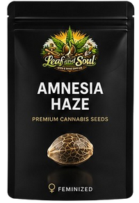 Amnesia Haze
