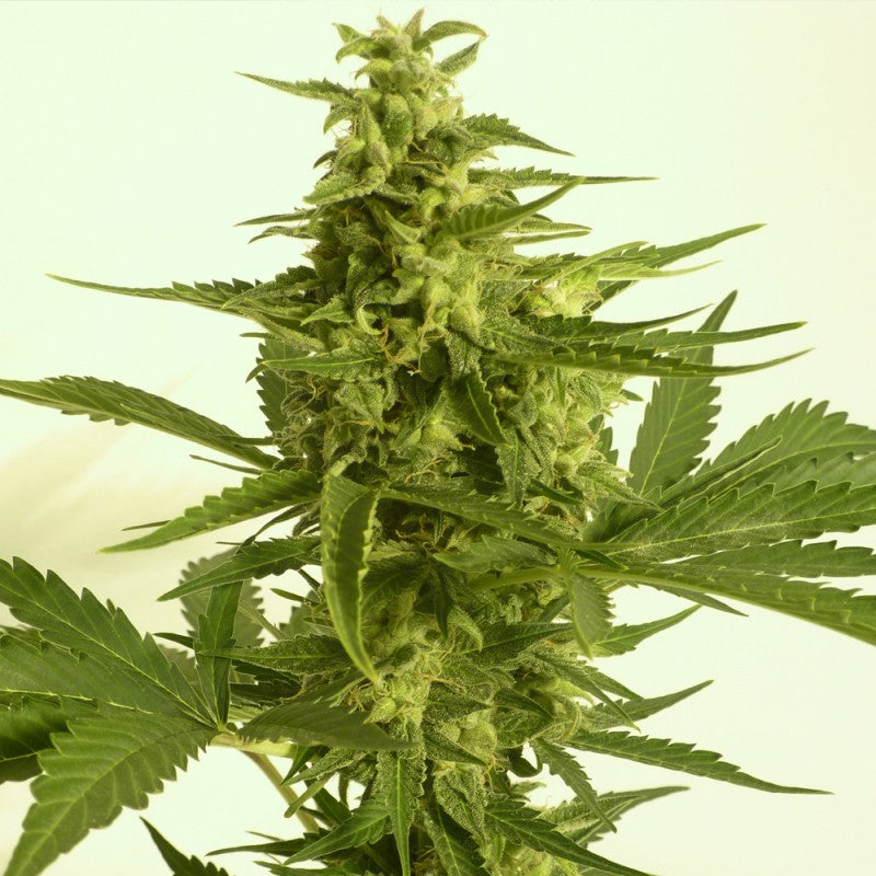 AUTO Critical HOG - Bild 3 von 6