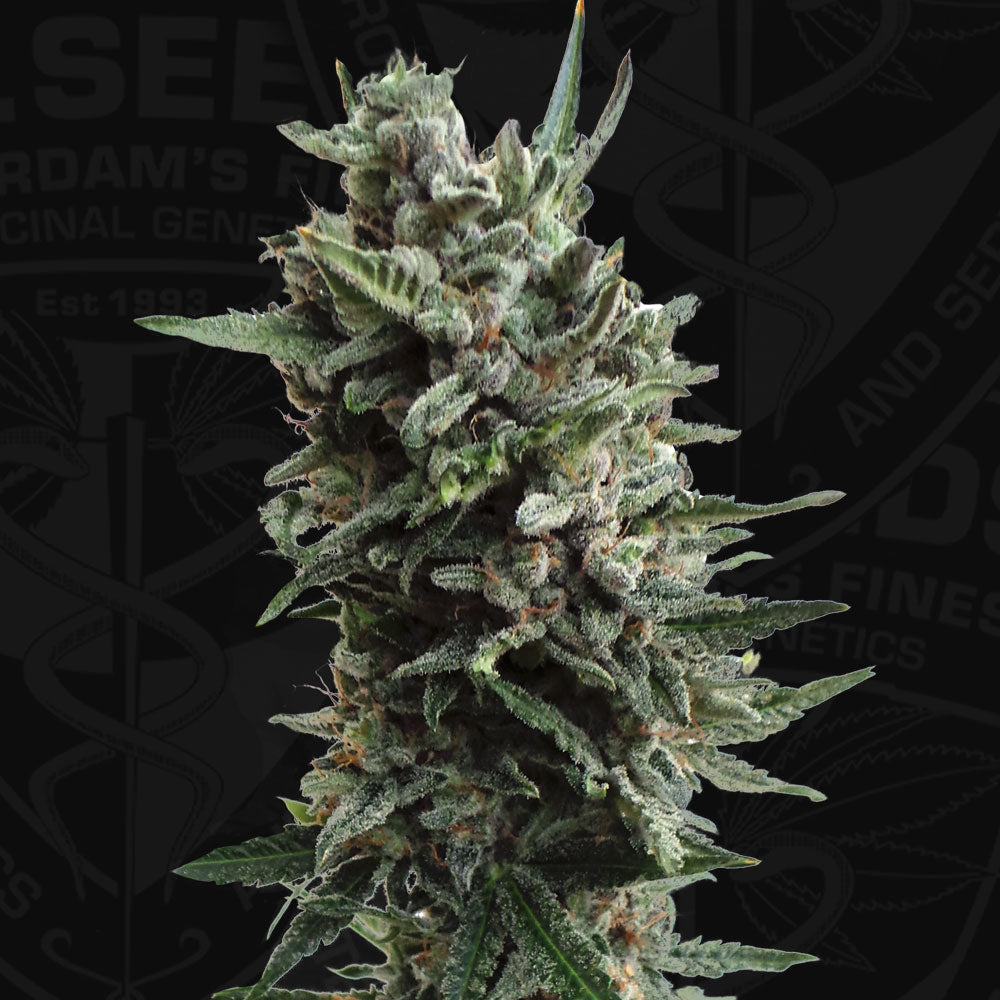 AUTO Critical HOG - Bild 1 von 6