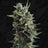 AUTO Critical HOG