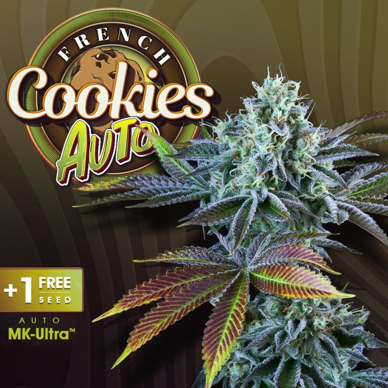 Auto French Cookies - Bild 1 von 6
