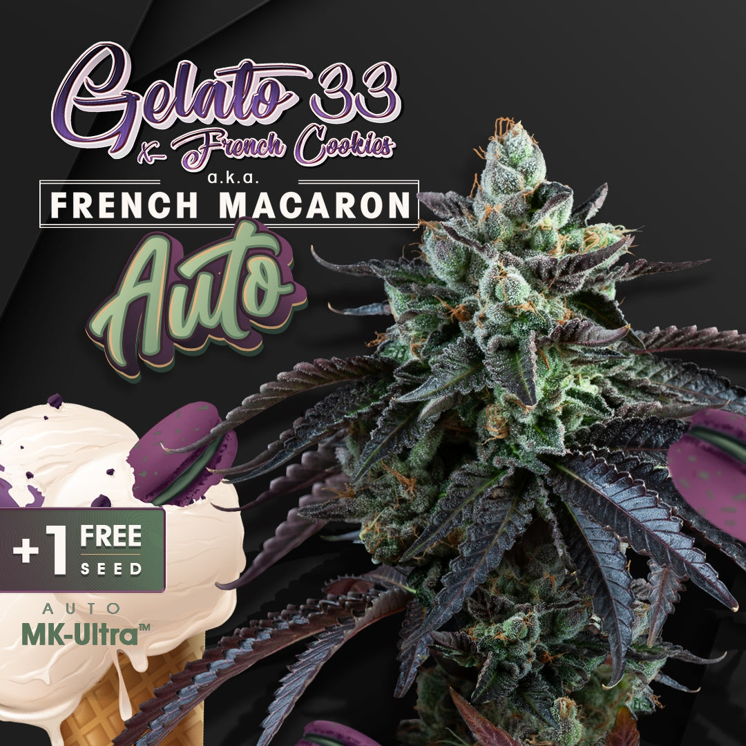 Auto French Macaron - Bild 1 von 6