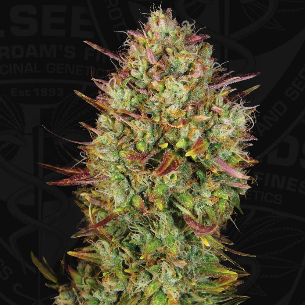 AUTO MK-Ultra - THSeeds Samen