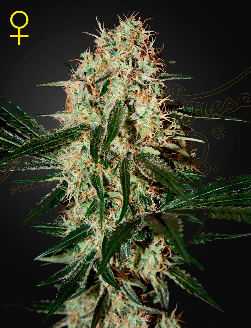 Arjan's Haze 3 (Feminisiert) - Leaf and Soul Samen