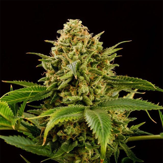 Monkey Grease - Leaf and Soul Samen