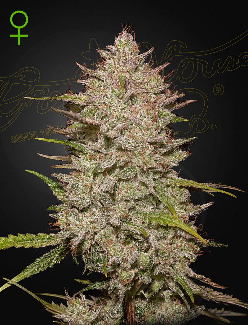 Chemical Candy Auto - Leaf and Soul Samen