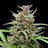 Baby Boom Auto