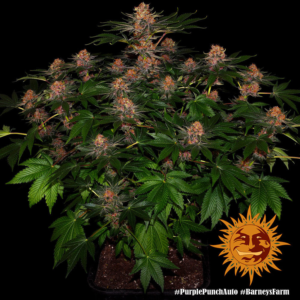 Purple Punch Auto - Leaf and Soul Samen