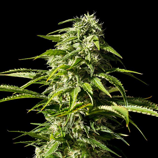 Big Bull - Bild 1 von 2