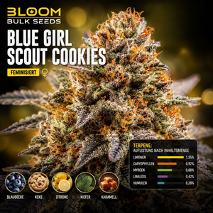 Blue Girl Scout Cookies