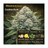 Cookies Kush