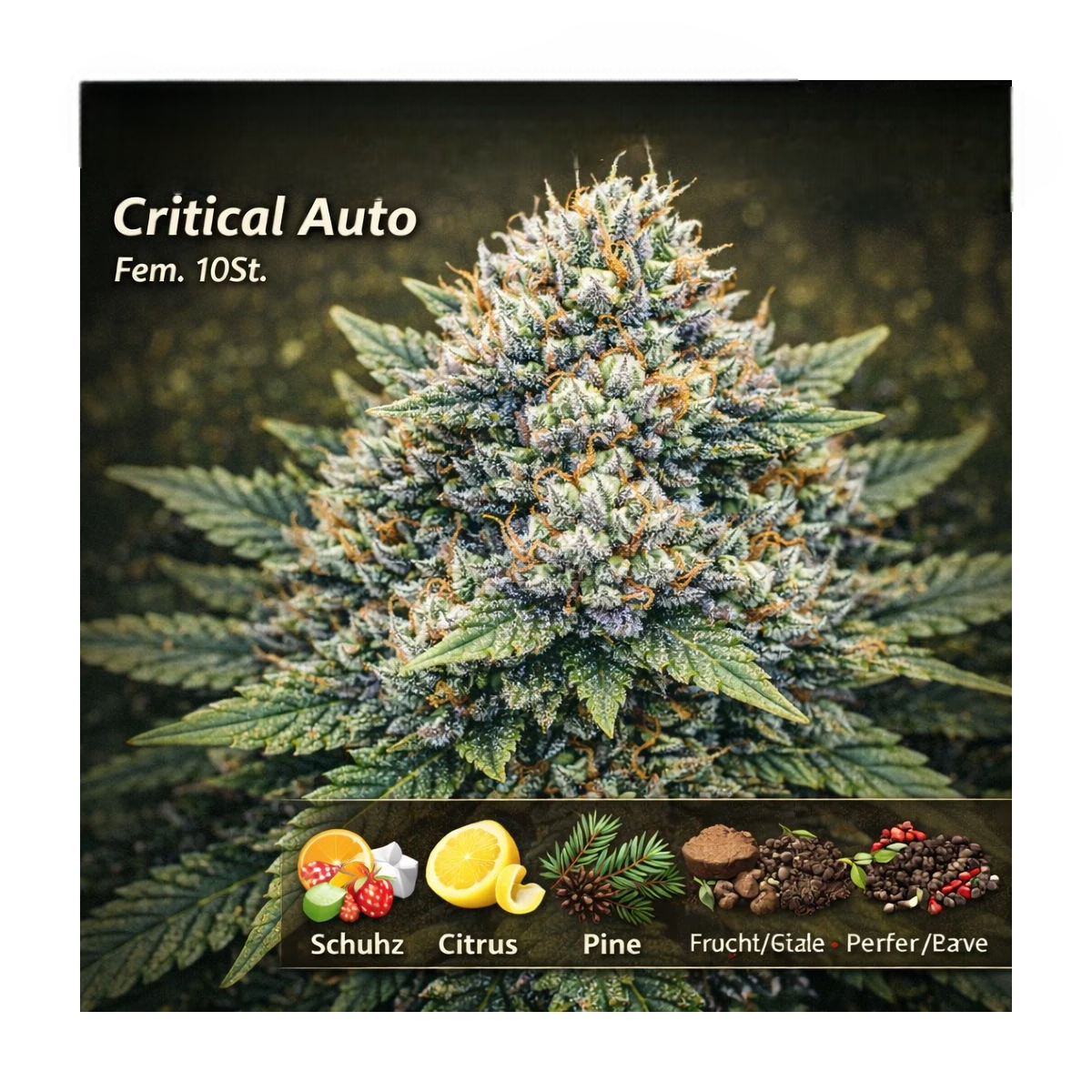 Critical Auto Cannabis Samen | Leaf and Soul
