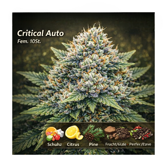 Critical Auto