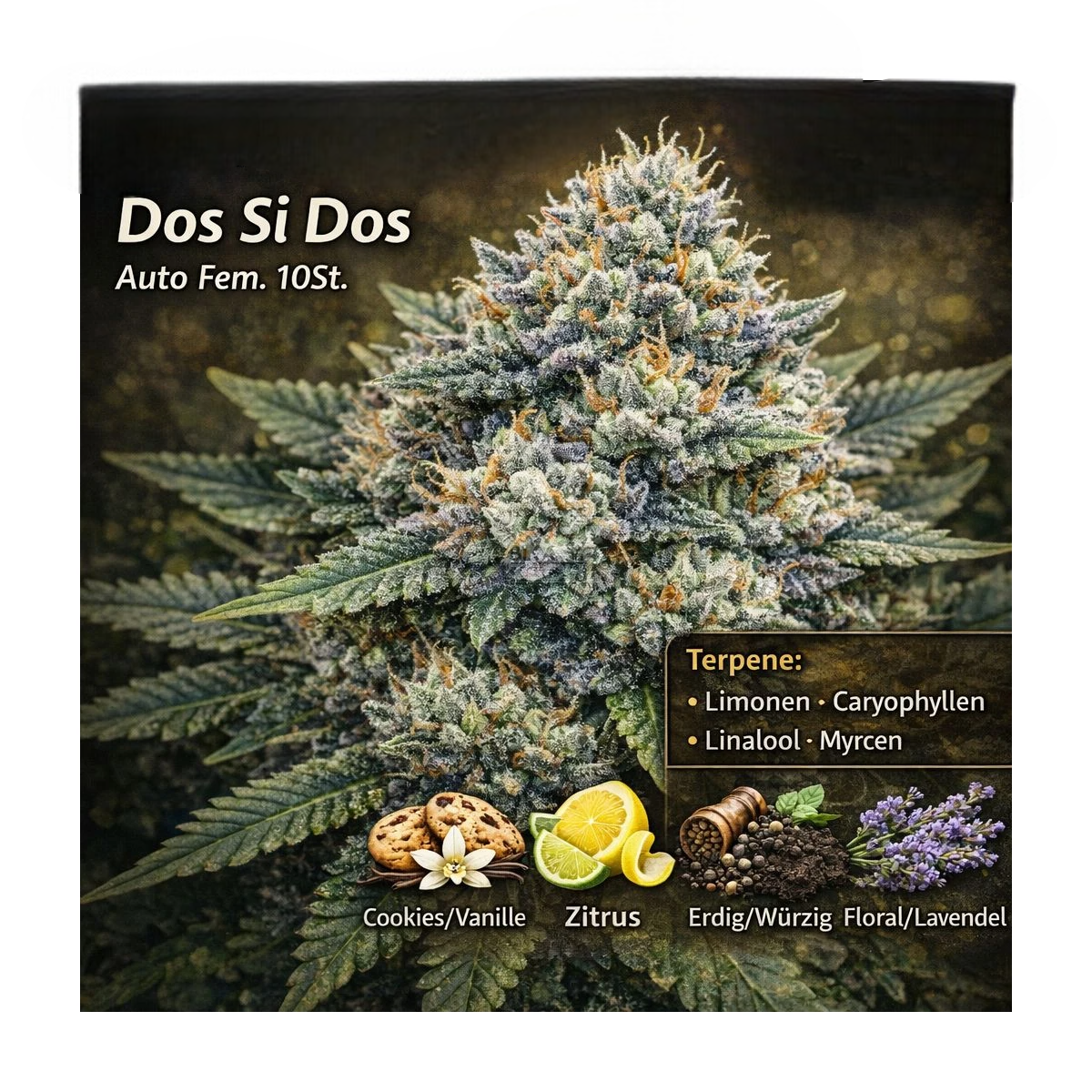 Dos Si Dos Auto