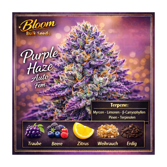Purple Haze Auto