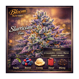 Slurricane - Leaf and Soul