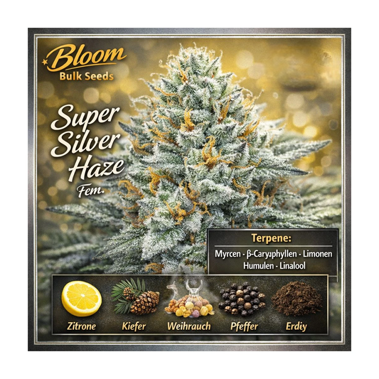 Super Silver Haze
