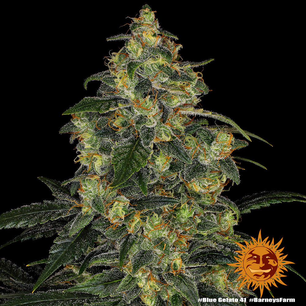 Blue Cheese - Bild 6 von 6