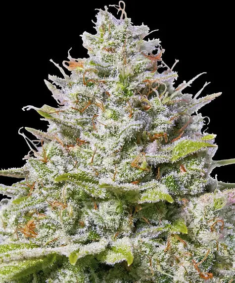 Blue Cheese - Bild 1 von 6