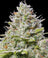 Blue Cheese
