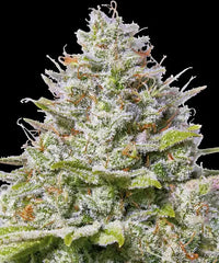 Gelato