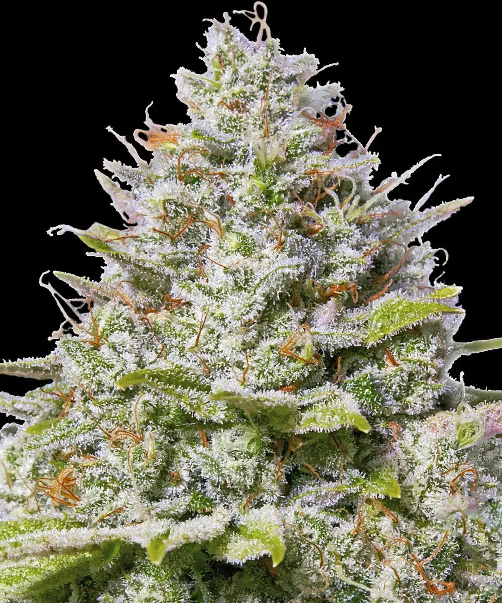 Blue Cheese - Bild 5 von 6
