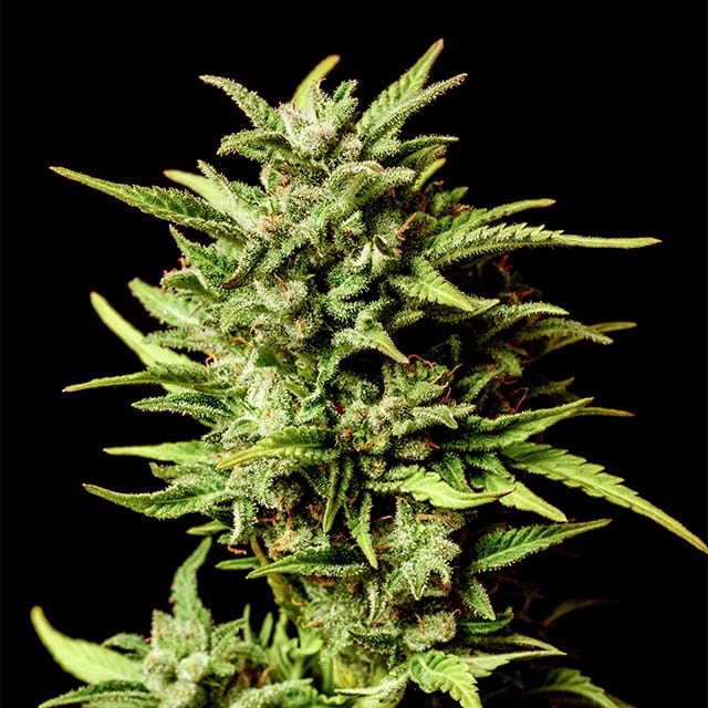 Wedding Cake Auto - Cannabis-Samen von Barney's Farm