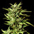Wedding Cake Auto