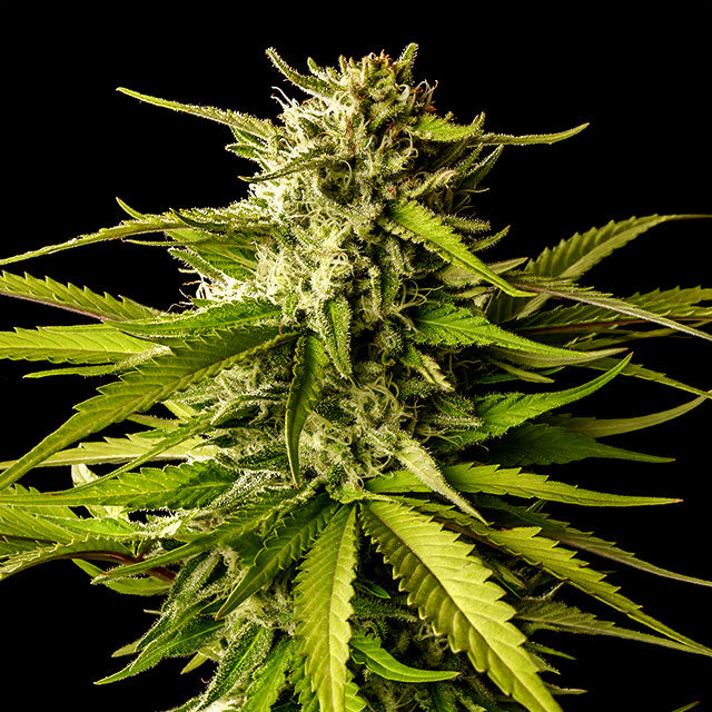 AK - Barney's Farm Samen