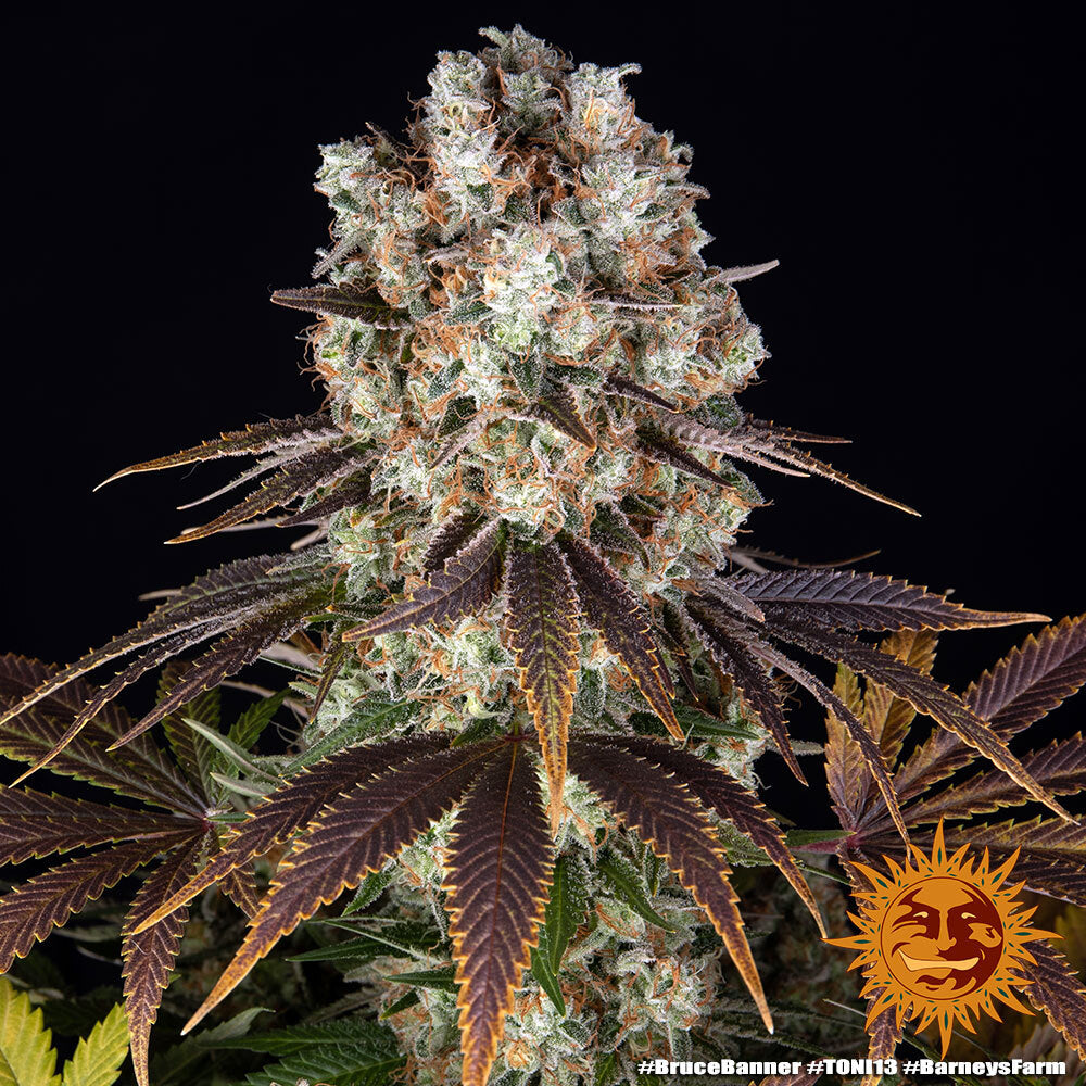 Bruce Banner - Bild 3 von 6