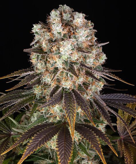 Bruce Banner Auto - Bild 1 von 6