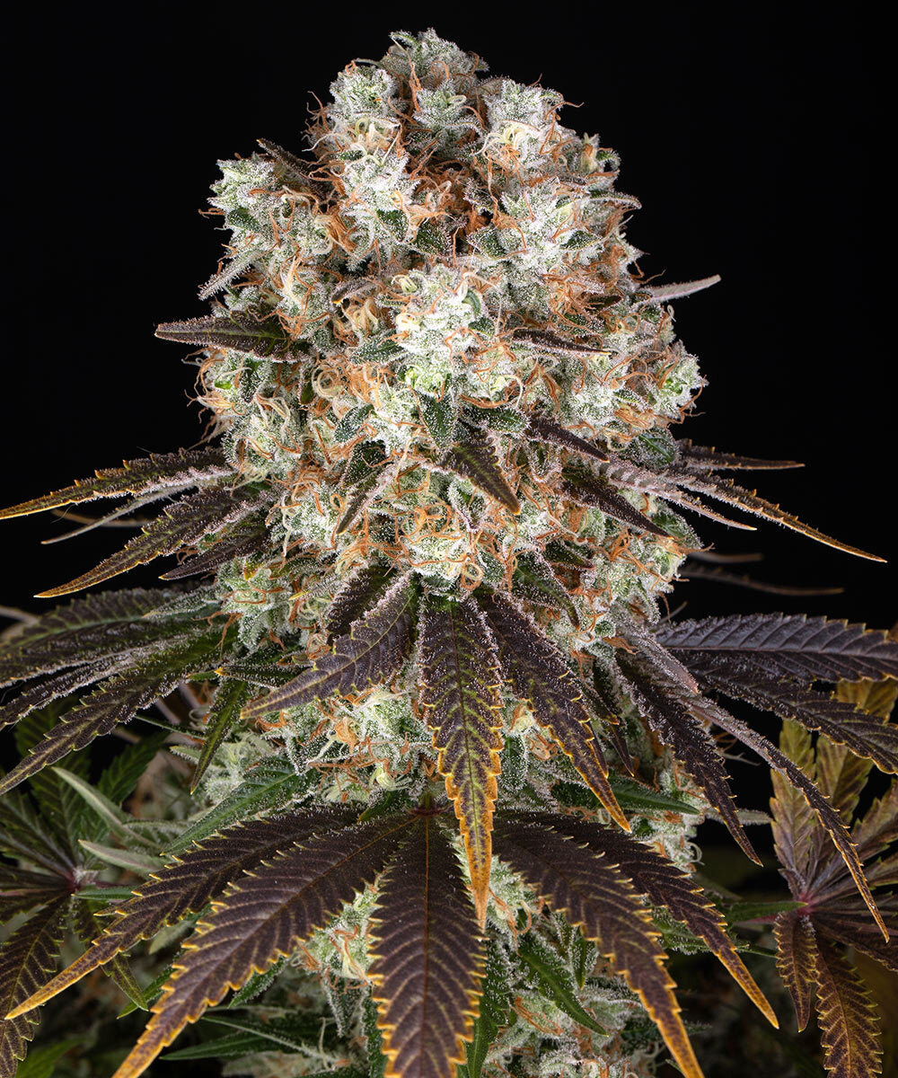 Bruce Banner - Bild 2 von 6