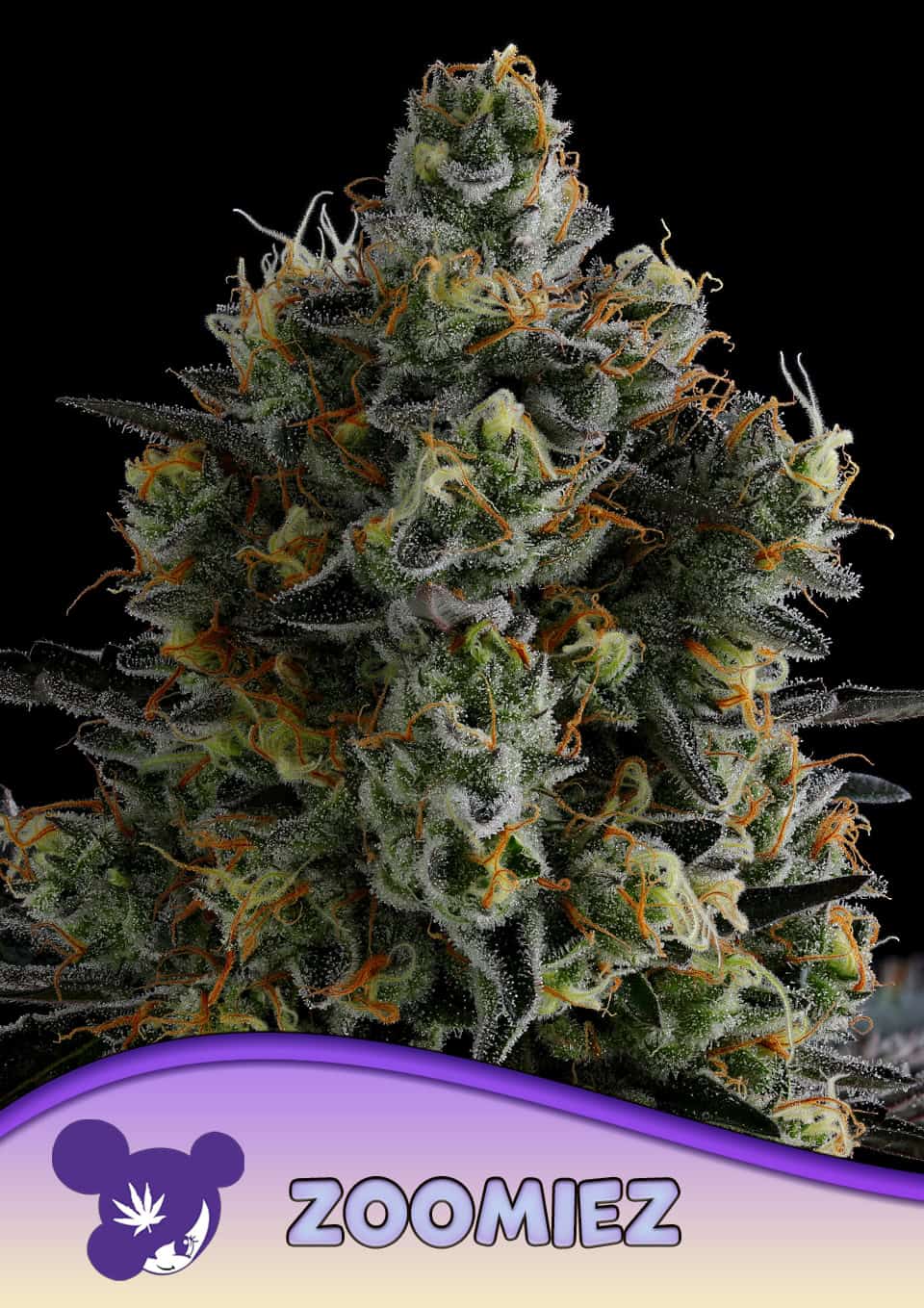 Zoomiez® - Leaf and Soul Samen