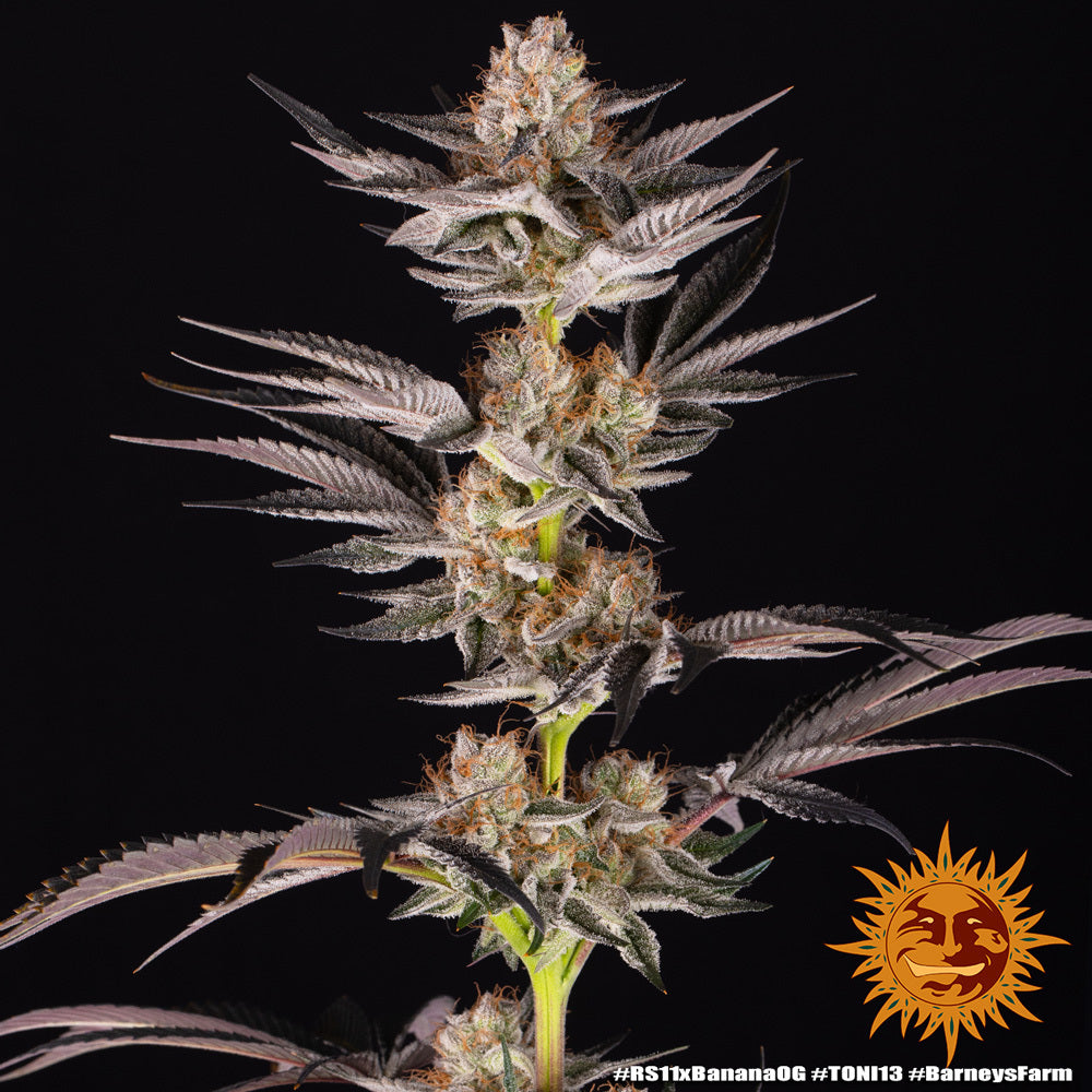 RS11 x Banana OG - Leaf and Soul Samen