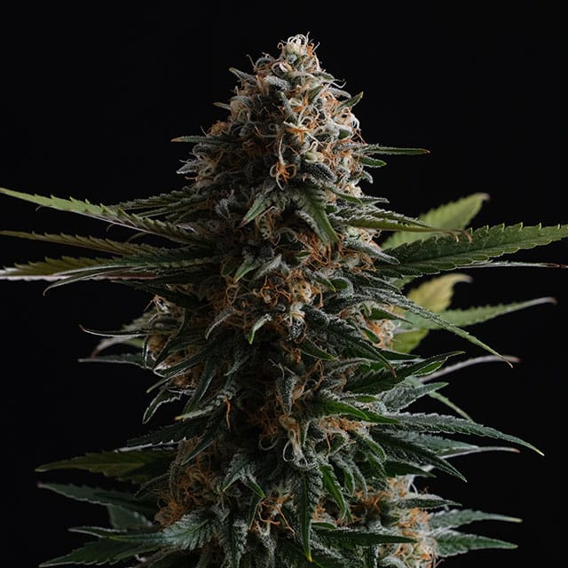 Candy Cream Go Fast - Bild 1 von 2