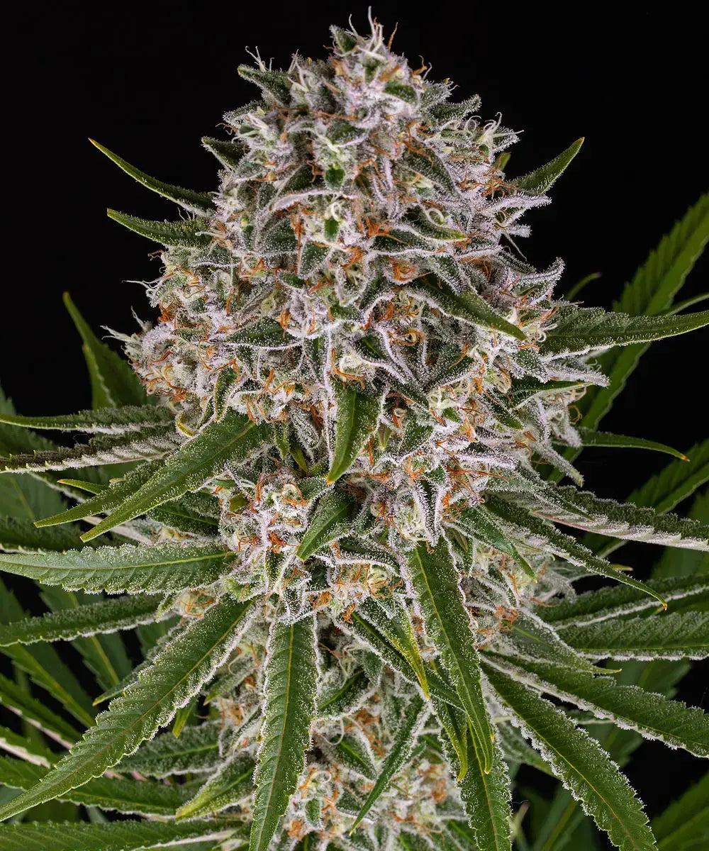 Lemon Haze Auto - Leaf and Soul Samen