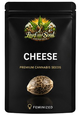Cheese