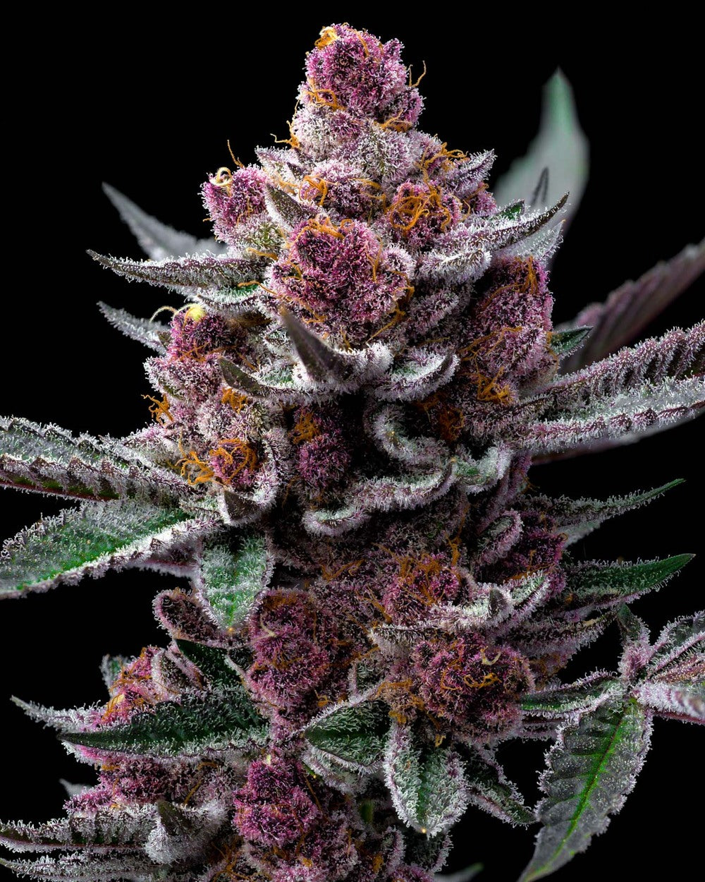 Cherry Cola Auto - Bild 3 von 6