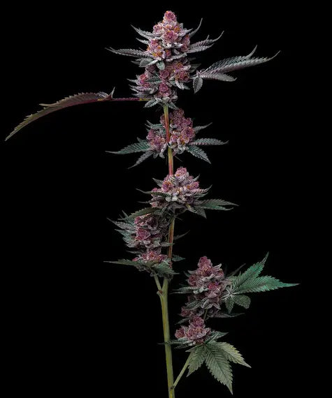 Cherry Poppers - Bild 1 von 6