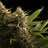 Colombian Jack