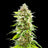 Cookies Haze