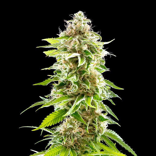 Cookies Haze - Bild 2 von 2