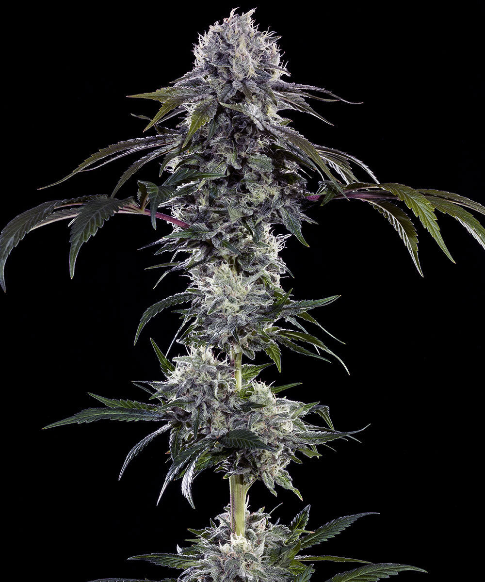 Durban Z - Leaf and Soul Samen
