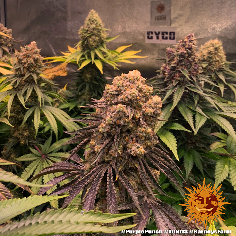 Purple Punch - Leaf and Soul Samen