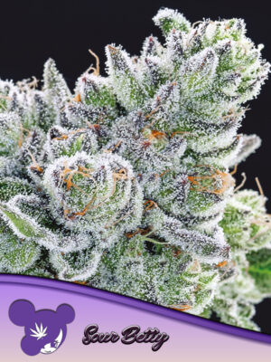 Sour Betty - Leaf and Soul Samen