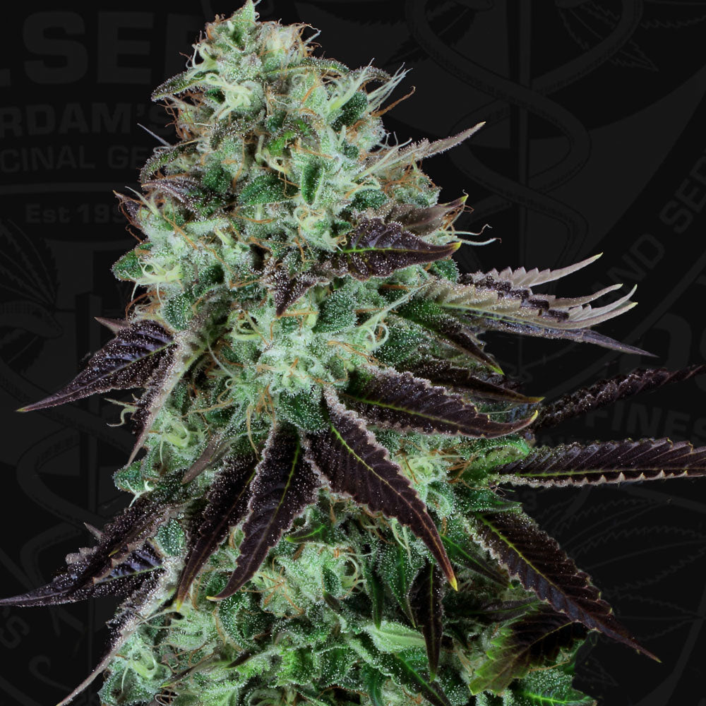 Darkstar (regular) - Bild 1 von 6
