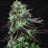 Darkstar (regular)